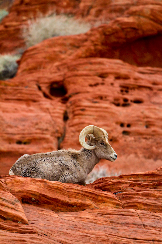 Bighorn On Slickrock